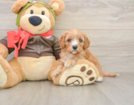 8 week old Cavapoo Puppy For Sale - Seaside Pups
