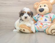8 week old Cavapoo Puppy For Sale - Seaside Pups