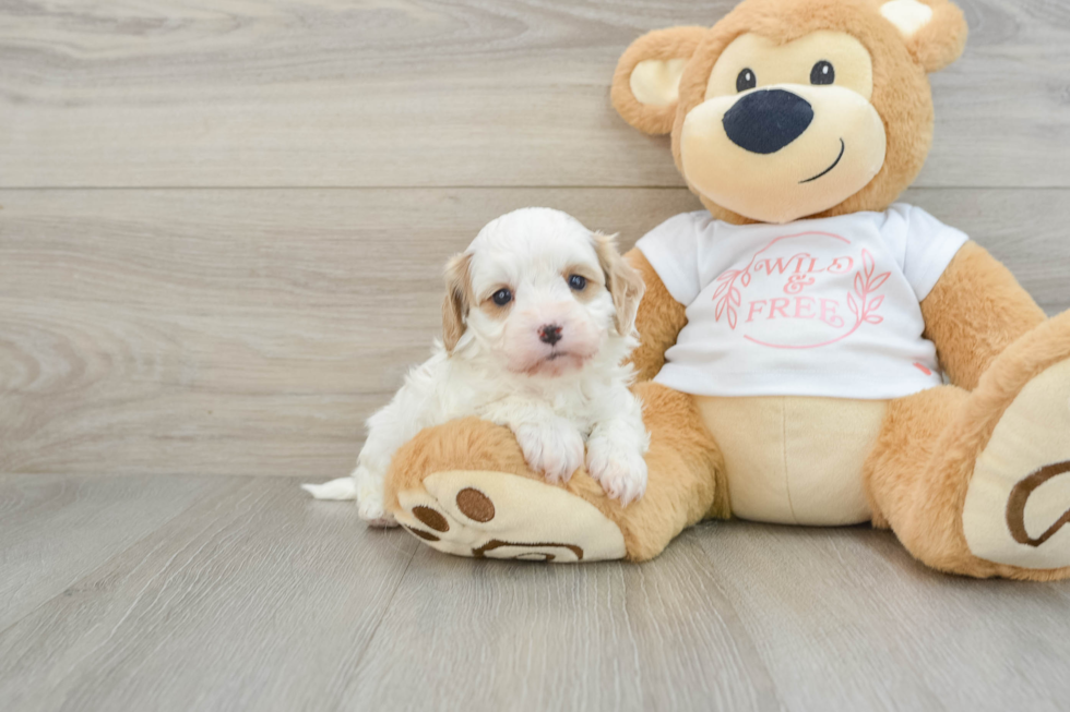 Cavapoo Pup Being Cute