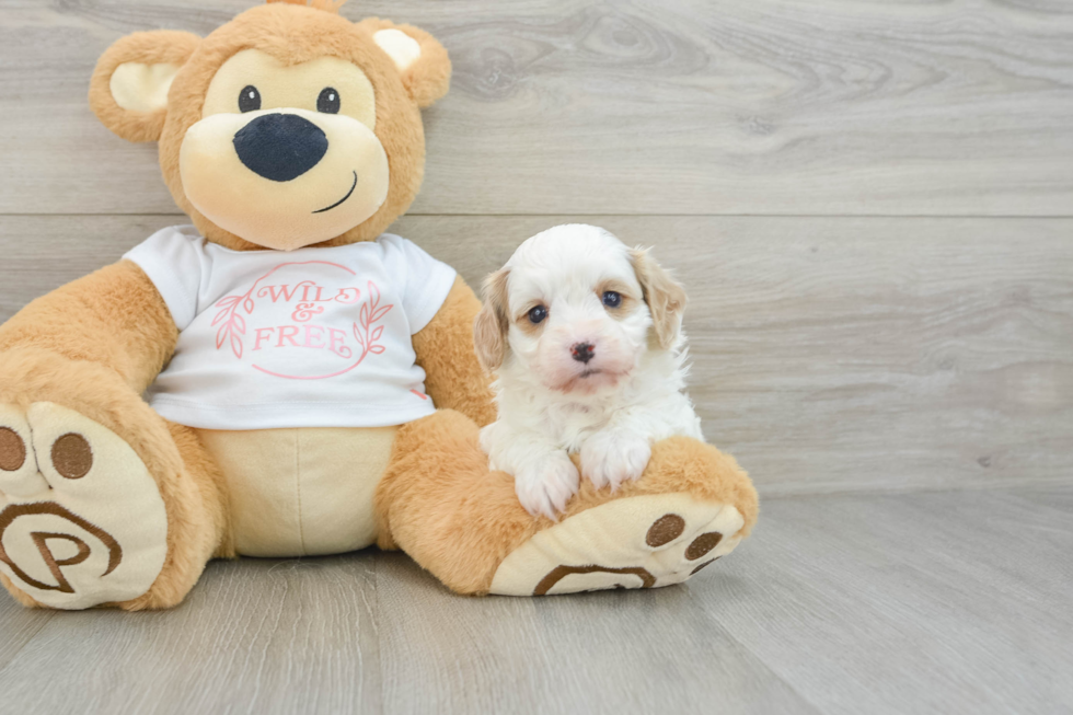 Adorable Cavalier King Charles Spaniel and Poodle Mix Poodle Mix Puppy