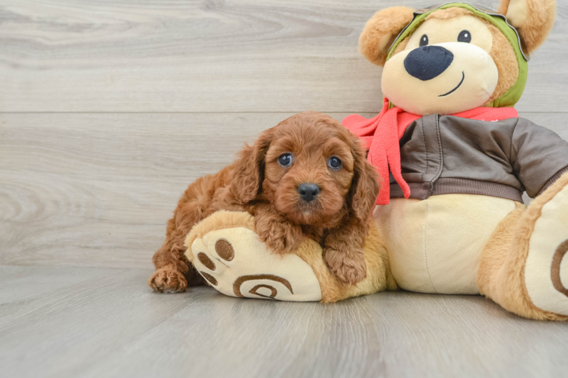 Meet Romeo - our Cavapoo Puppy Photo 1/3 - Seaside Pups