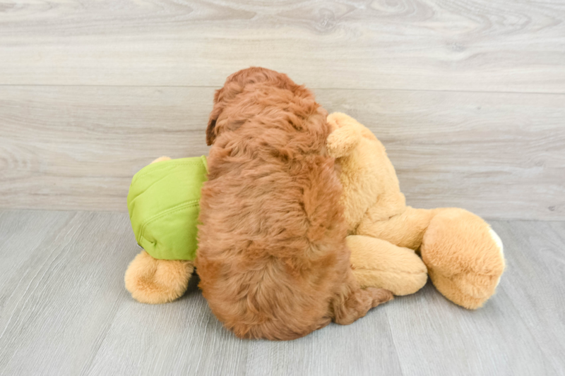 Meet Romeo - our Cavapoo Puppy Photo 2/3 - Seaside Pups