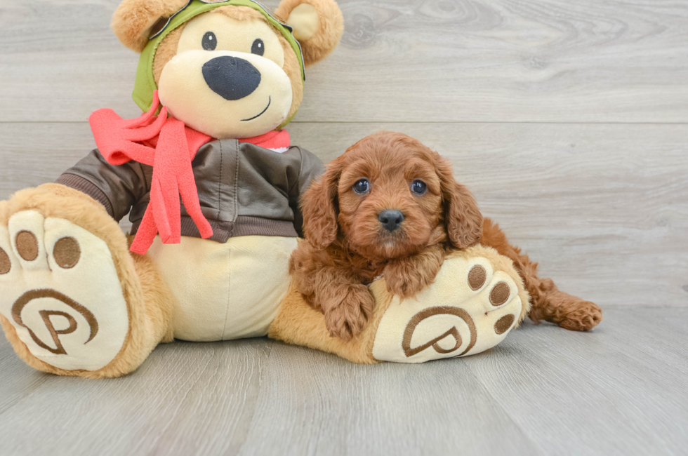 5 week old Cavapoo Puppy For Sale - Seaside Pups