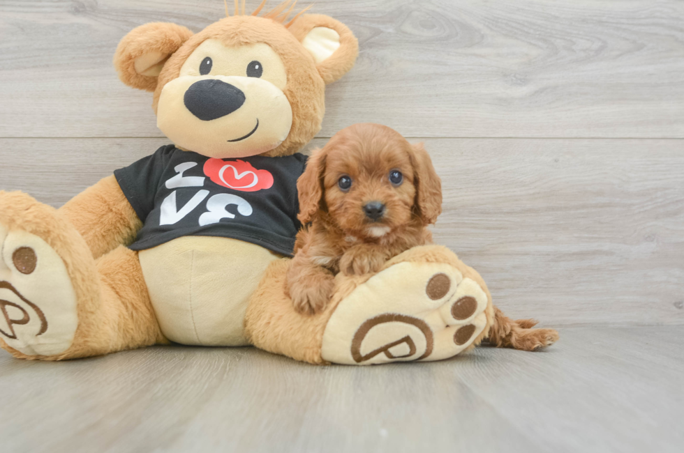 5 week old Cavapoo Puppy For Sale - Seaside Pups
