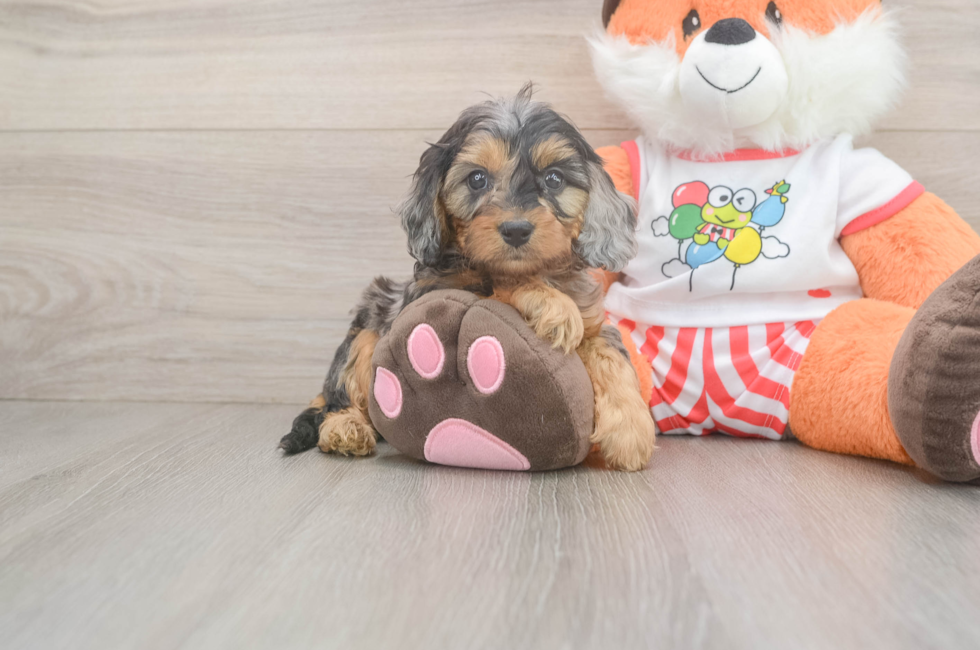 5 week old Cavapoo Puppy For Sale - Seaside Pups