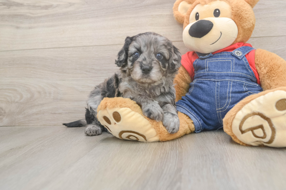 5 week old Cavapoo Puppy For Sale - Seaside Pups