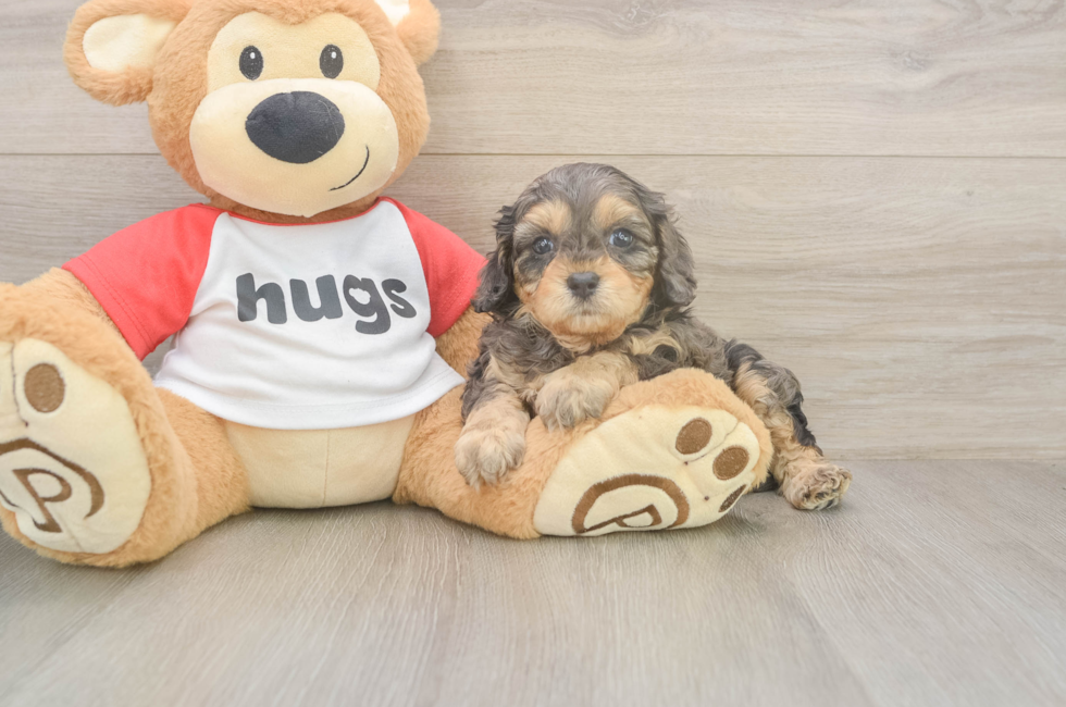 5 week old Cavapoo Puppy For Sale - Seaside Pups
