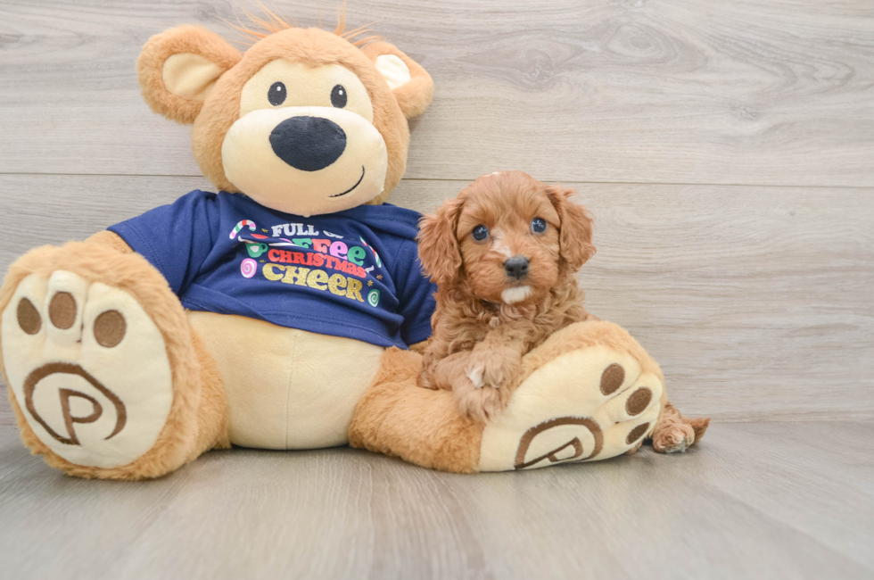 5 week old Cavapoo Puppy For Sale - Seaside Pups