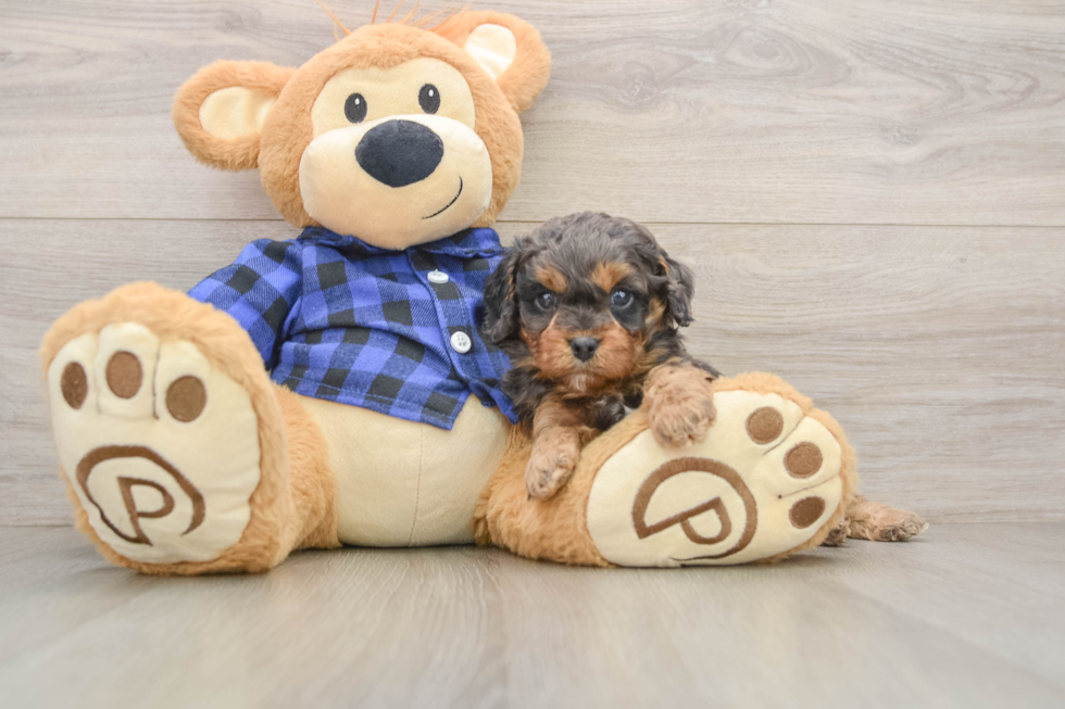 Funny Cavapoo Poodle Mix Pup