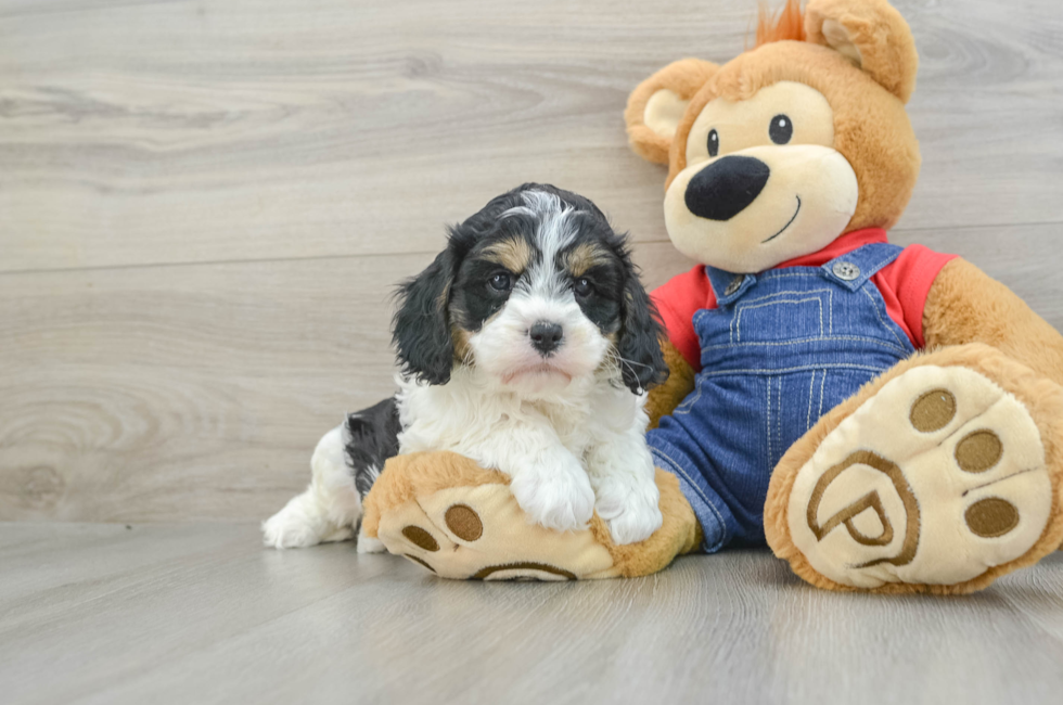 6 week old Cavapoo Puppy For Sale - Seaside Pups