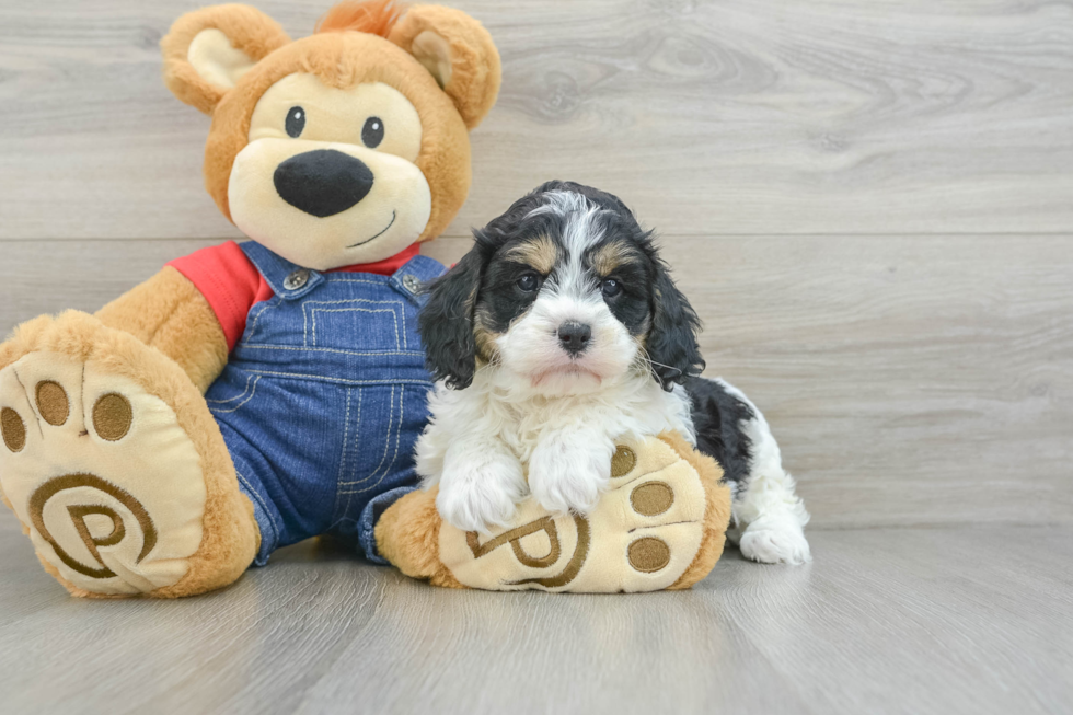 Best Cavapoo Baby