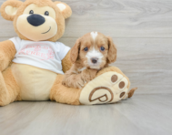 8 week old Cavapoo Puppy For Sale - Seaside Pups