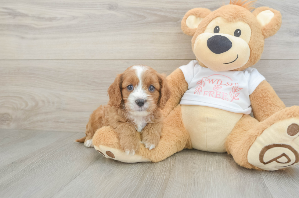 7 week old Cavapoo Puppy For Sale - Seaside Pups
