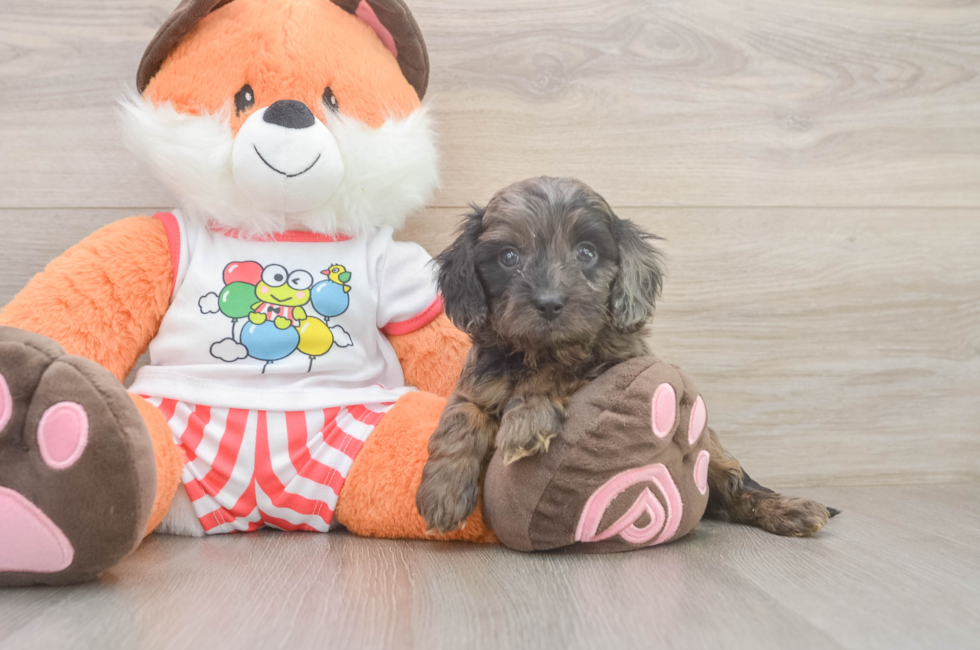 5 week old Cavapoo Puppy For Sale - Seaside Pups