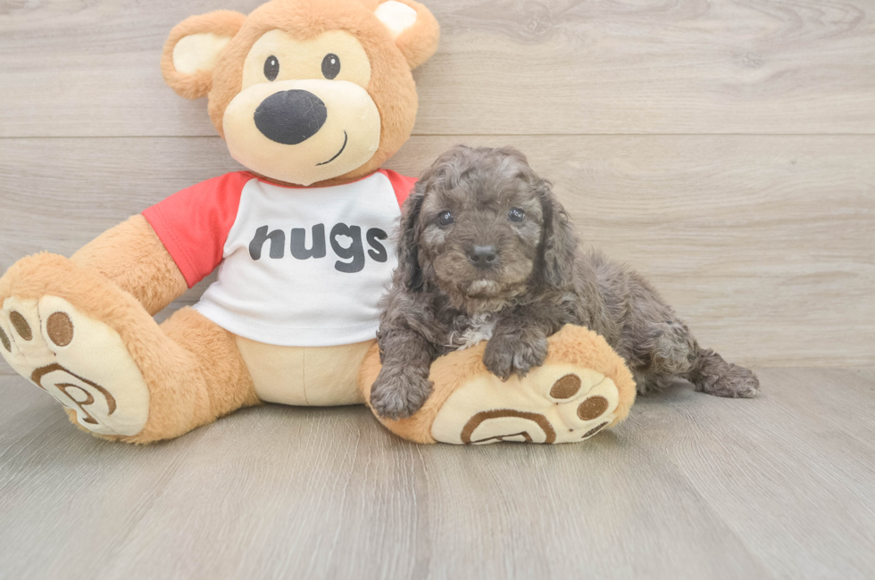 5 week old Cavapoo Puppy For Sale - Seaside Pups