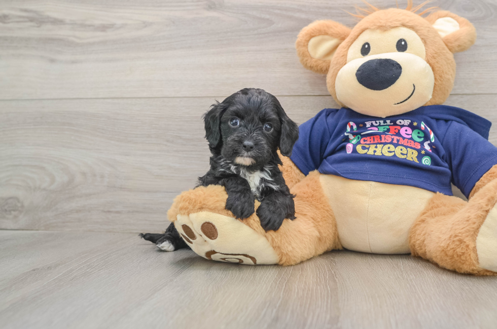 5 week old Cavapoo Puppy For Sale - Seaside Pups