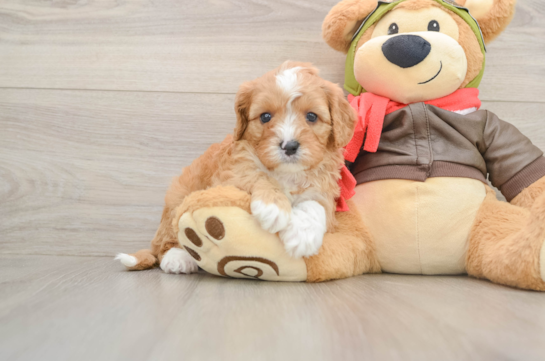 Best Cavapoo Baby