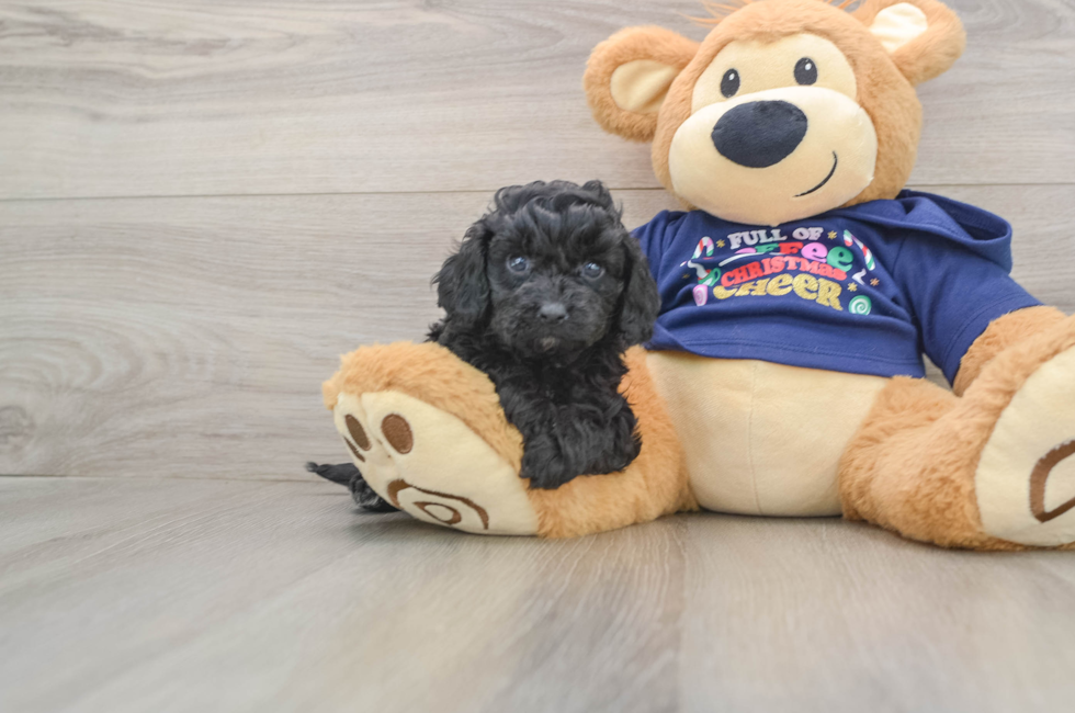 5 week old Cavapoo Puppy For Sale - Seaside Pups