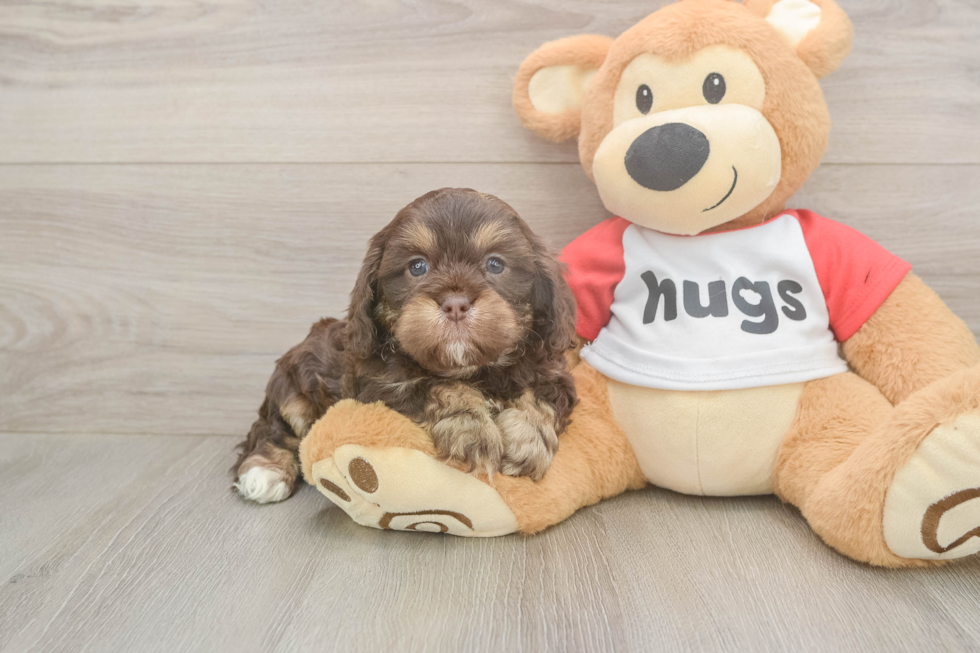 Meet Rory - our Cavapoo Puppy Photo  2/3 - Seaside Pups Cavapoo Puppy for Adoption