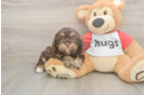 Meet Rory - our Cavapoo Puppy Photo  2/3 - Seaside Pups Cavapoo Puppy for Adoption