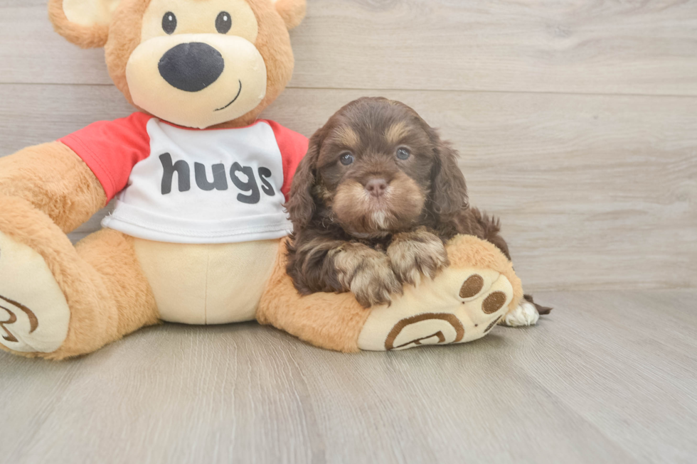 Meet Rory - our Cavapoo Puppy Photo  1/3 - Seaside Pups Friendly Cavapoo Baby
