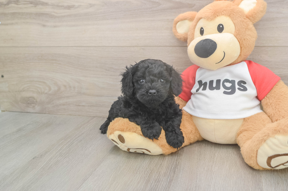 5 week old Cavapoo Puppy For Sale - Seaside Pups