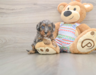 6 week old Cavapoo Puppy For Sale - Seaside Pups