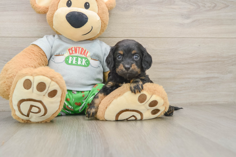 Cavapoo Pup Being Cute