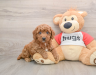 8 week old Cavapoo Puppy For Sale - Seaside Pups