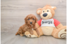Happy Cavapoo Baby