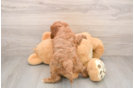 Fluffy Cavapoo Poodle Mix Pup