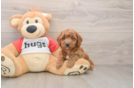 Cavapoo Pup Being Cute