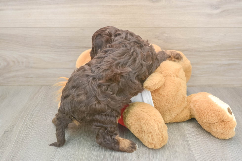 Meet Rosalie - our Cavapoo Puppy Photo  3/3 - Seaside Pups Best Cavapoo Baby