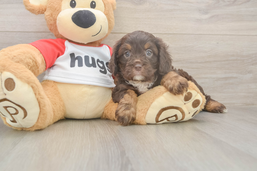 Meet Rosalie - our Cavapoo Puppy Photo  2/3 - Seaside Pups Cavapoo Puppy for Adoption