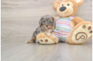 Cavapoo Puppy for Adoption