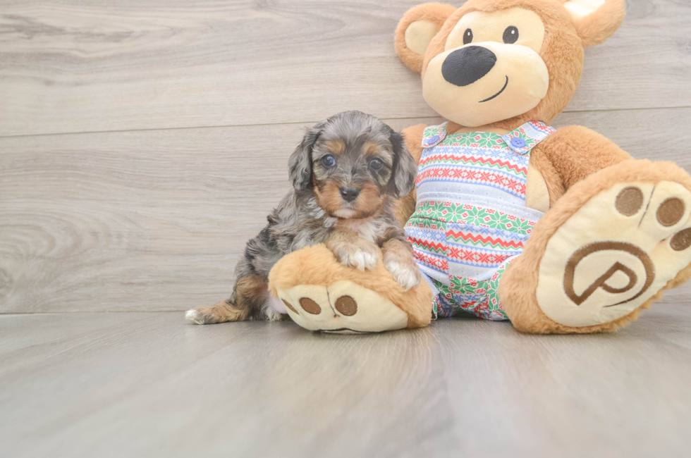 5 week old Cavapoo Puppy For Sale - Seaside Pups
