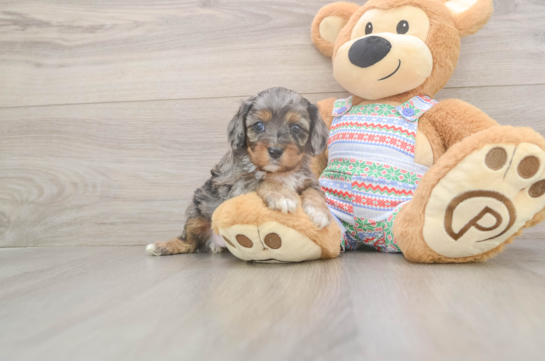 Cavapoo Puppy for Adoption