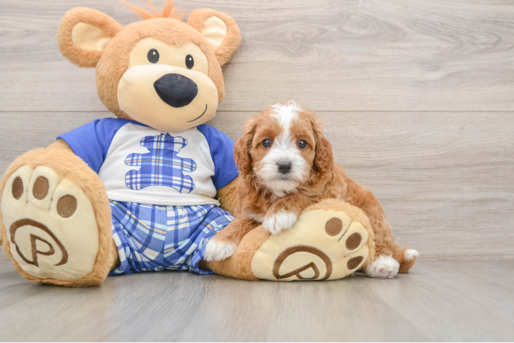 Funny Cavapoo Poodle Mix Pup