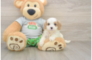 Cavapoo Puppy for Adoption