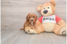 Best Cavapoo Baby