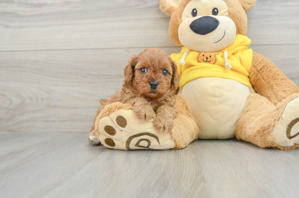 5 week old Cavapoo Puppy For Sale - Seaside Pups