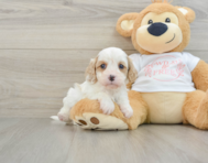 7 week old Cavapoo Puppy For Sale - Seaside Pups