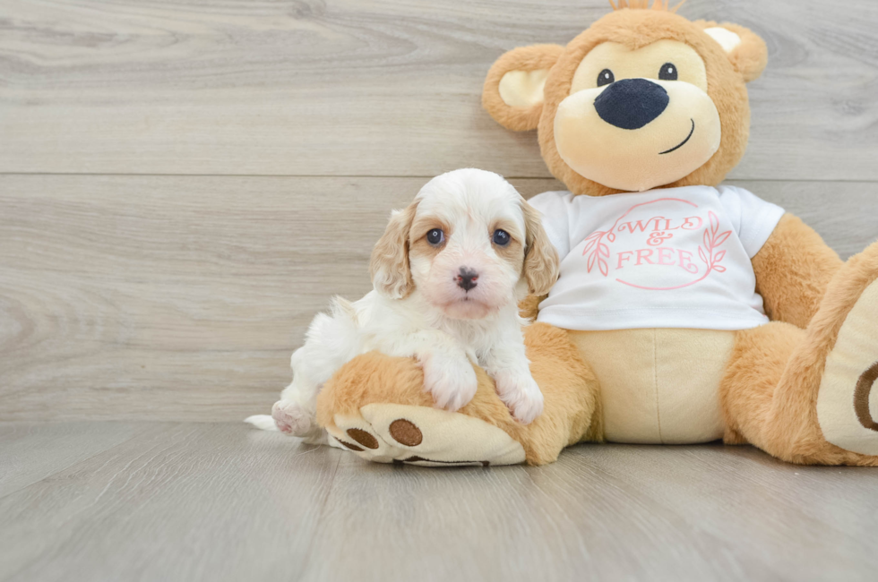 7 week old Cavapoo Puppy For Sale - Seaside Pups