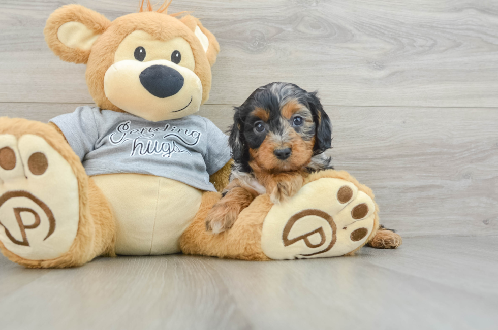 8 week old Cavapoo Puppy For Sale - Seaside Pups