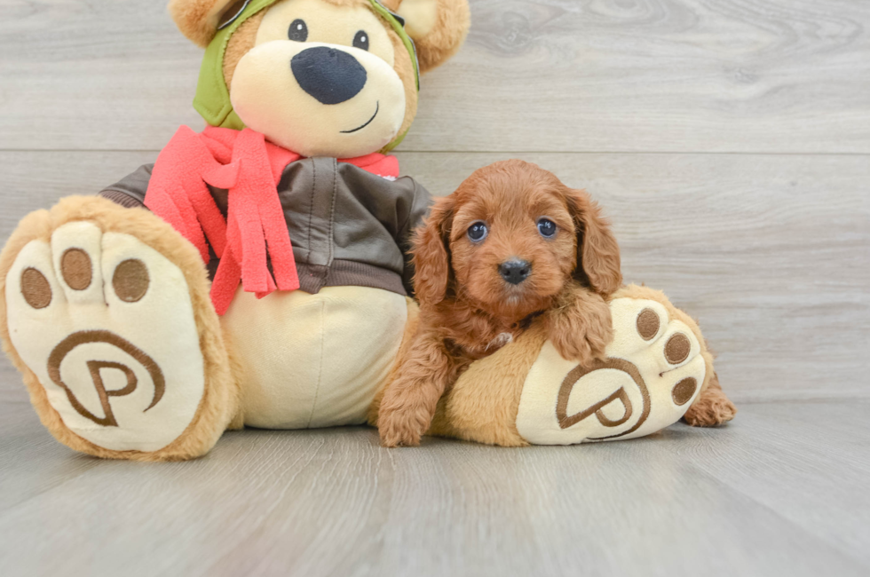 5 week old Cavapoo Puppy For Sale - Seaside Pups