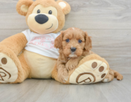 8 week old Cavapoo Puppy For Sale - Seaside Pups