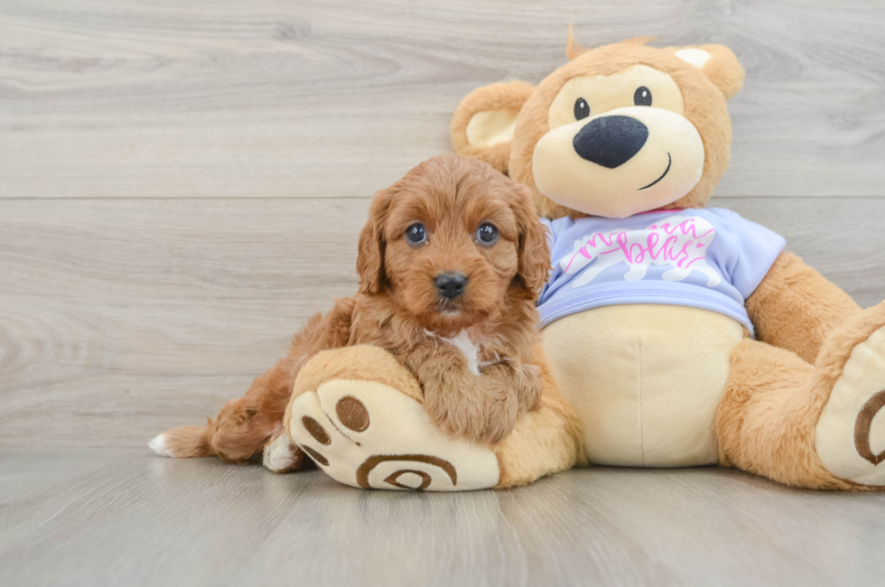 6 week old Cavapoo Puppy For Sale - Seaside Pups