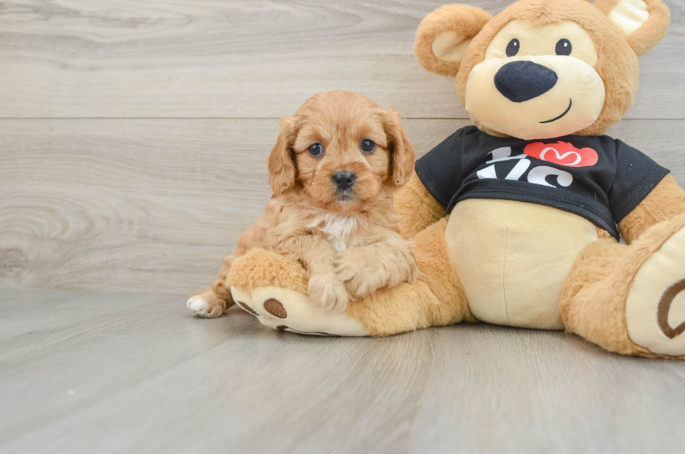 7 week old Cavapoo Puppy For Sale - Seaside Pups