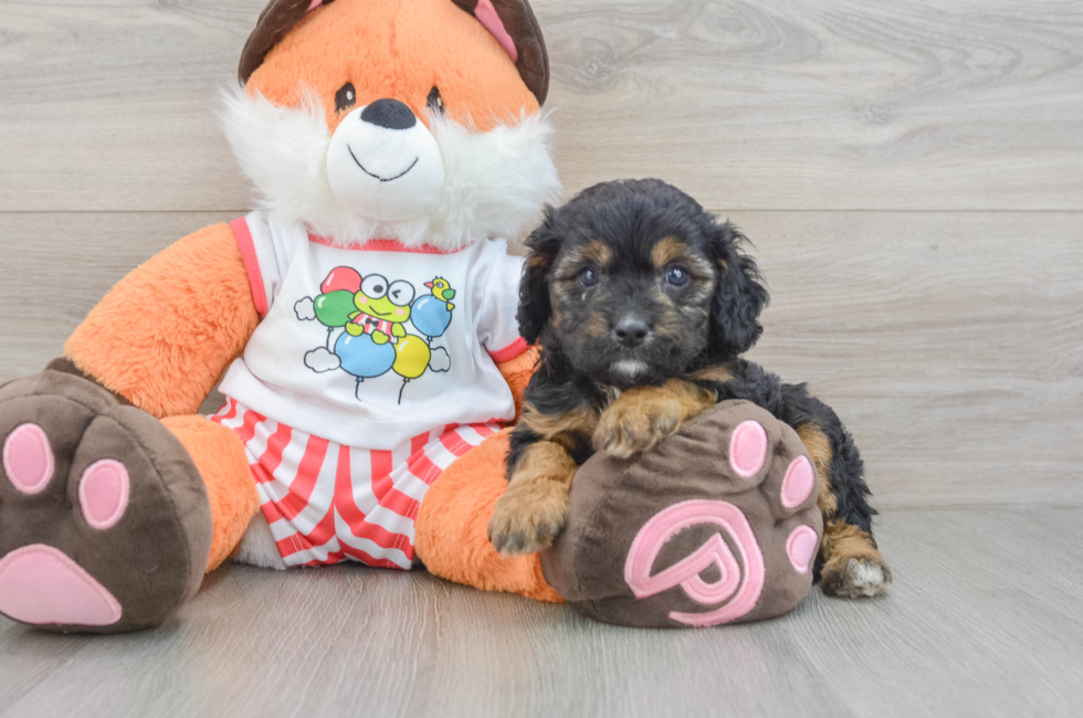 8 week old Cavapoo Puppy For Sale - Seaside Pups