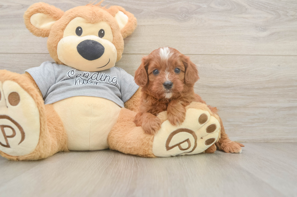 5 week old Cavapoo Puppy For Sale - Seaside Pups